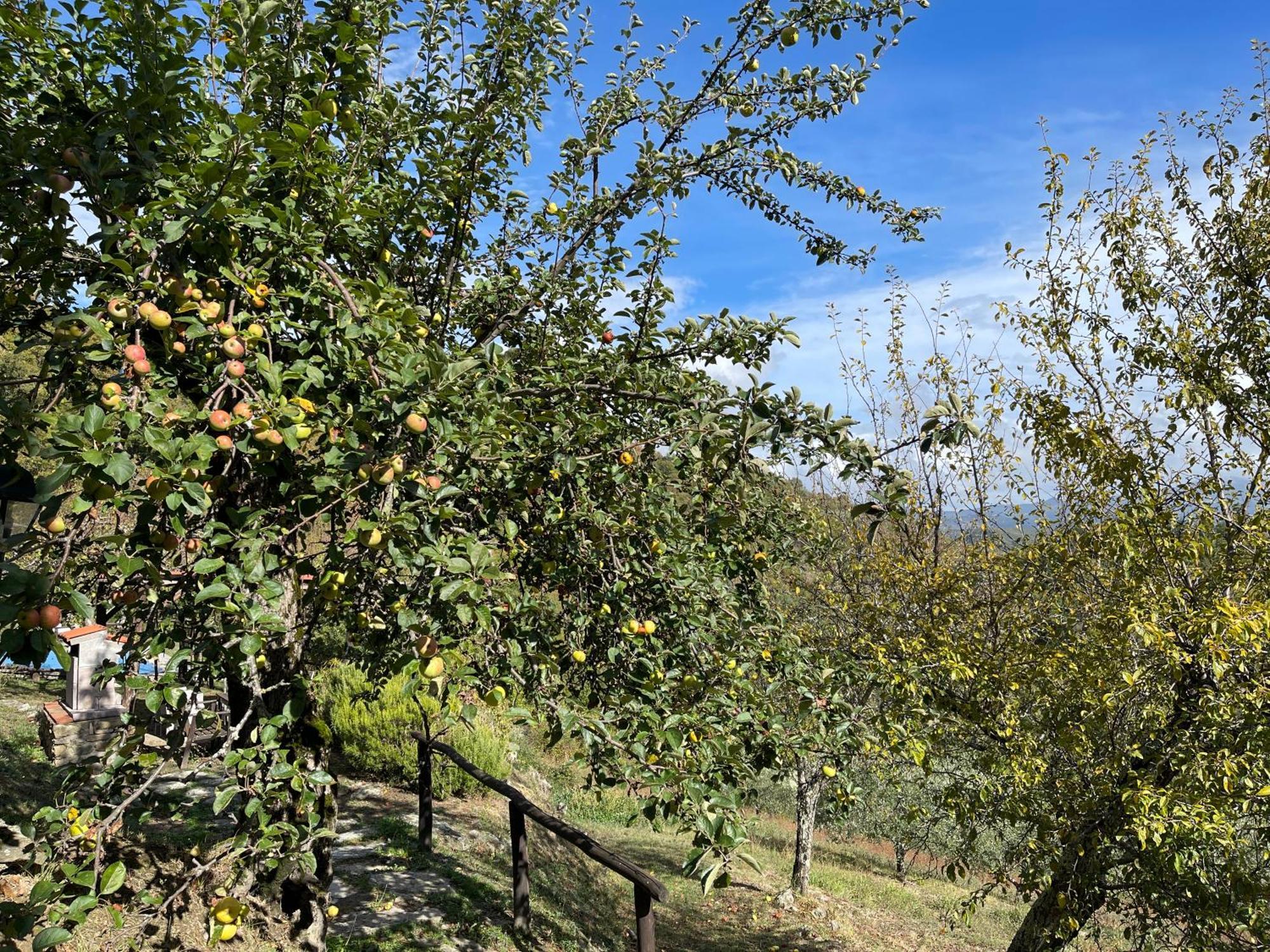 Bio Agriturismo Il Vigno 카프라스미켈란젤로 외부 사진